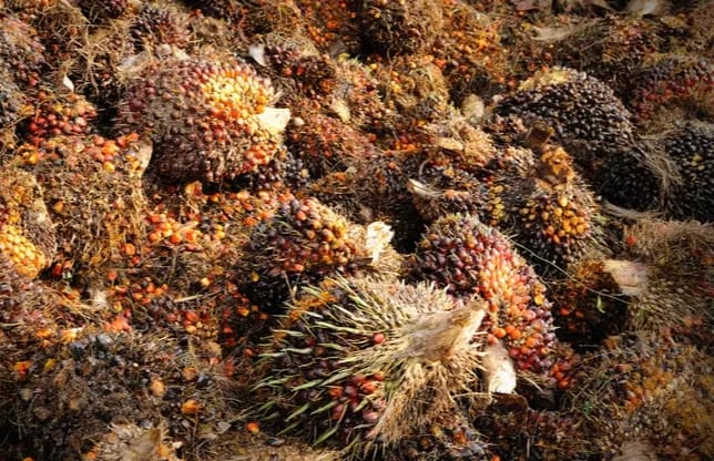 Redam Kampanye Negatif Sawit, RI Harus Punya Konsep Kawasan Hutan