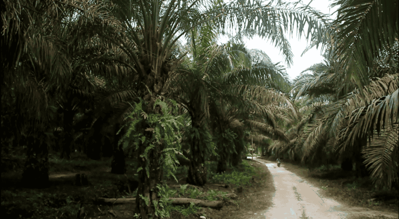 Nasib Petani Tanggungjawab Siapa?
