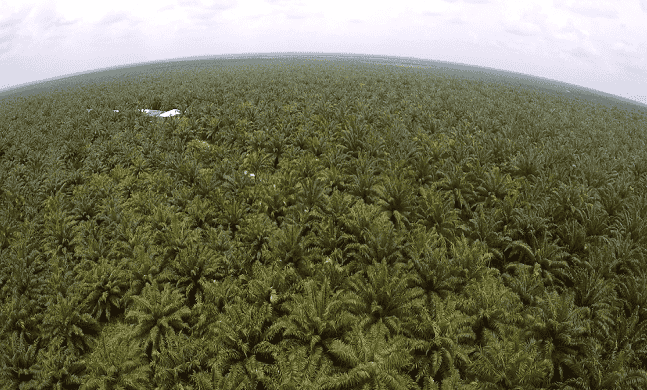 UE Mulai Melunak Soal Sawit