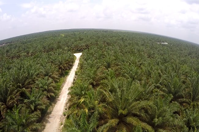 Apkasindo Tidak Keberatan Ada Perpres ISPO, Asal...