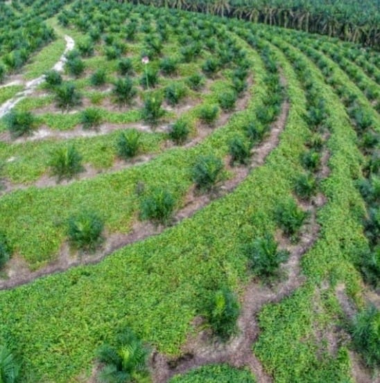 Mengejar 500 Ribu Hektare Sawit Rakyat