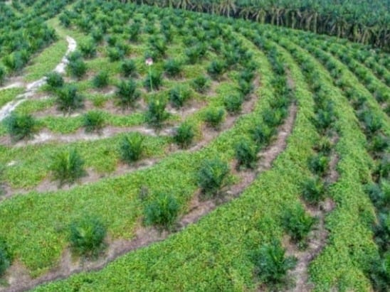 Memperkuat Pondasi Ekonomi Bangsa