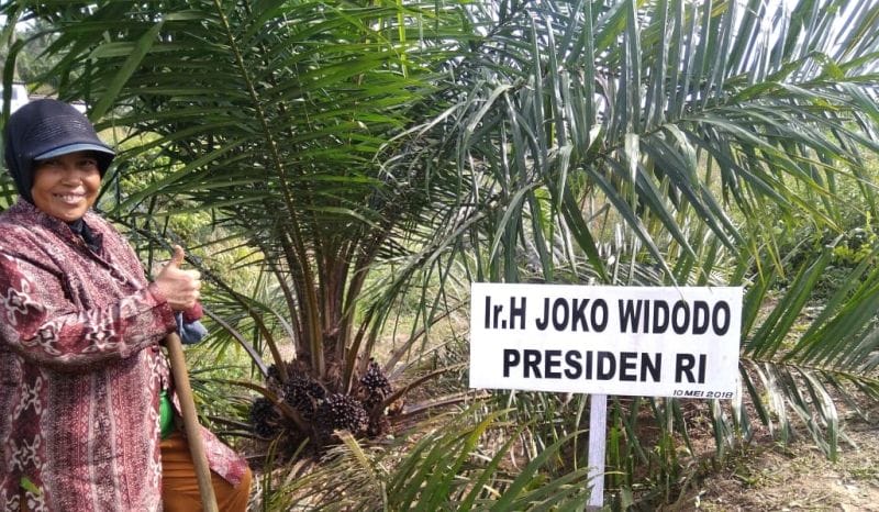 Biar Harga Murah, Sawit Indonesia Dicerca