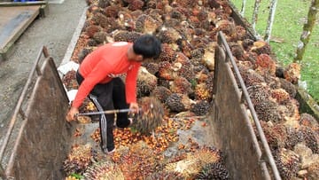 Diskriminasi Sawit, RI Siap Gugat Uni Eropa ke WTO pada 2021 ?