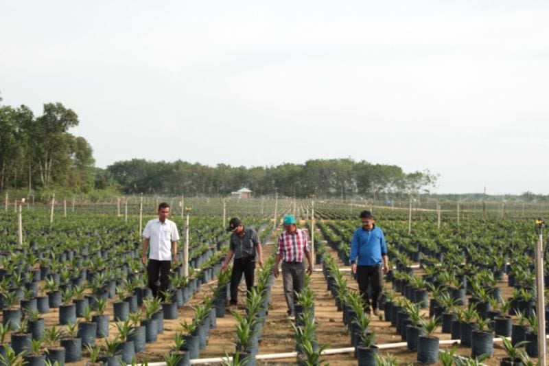 Bibit Sawit untuk 10 KUD di Desa Kebun Lado