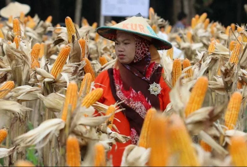 Maksimalkan Masa PSR, KUD Tupan Tri Bakti Budidayakan Jagung