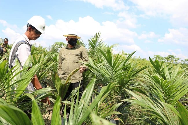 Begini Cara Muba Mengawal Sawit Berkelanjutan 