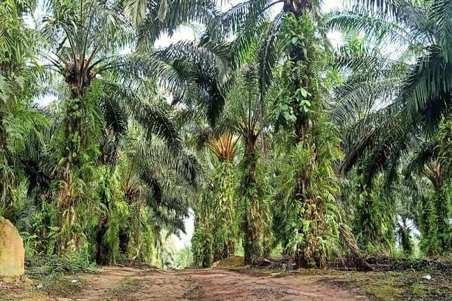 Sawit Tumbuhan Paling Menyerap CO2? 
