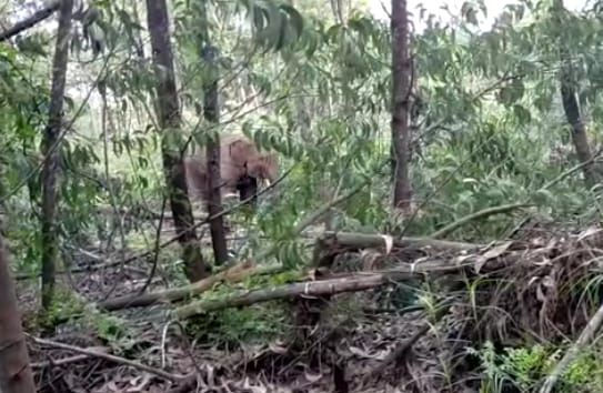 Dua Gajah Jantan Kembali Masuk Perkebunan Warga Pelalawan