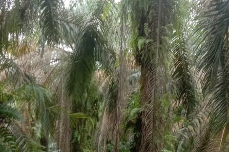 Nasib Warga Eks Transmigrasi di Klaim Kawasan Hutan