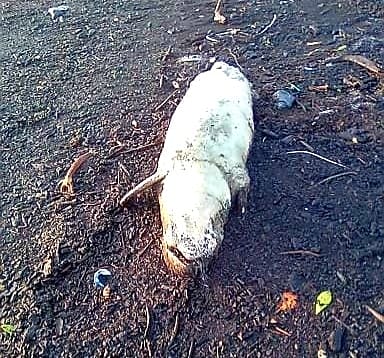 BBKSDA Riau Kubur Bangkai Duyung di Dumai