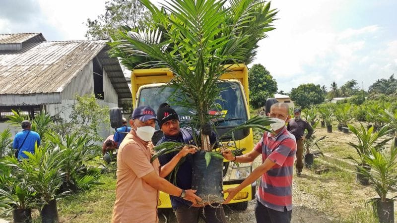 PTPN V Lepas 1,1 Juta Bibit Sawit Unggul Via Aplikasi Sawit Rakyat Online