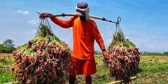 Nilai Tukar Petani Turun 0,15 Persen di Februari 2021
