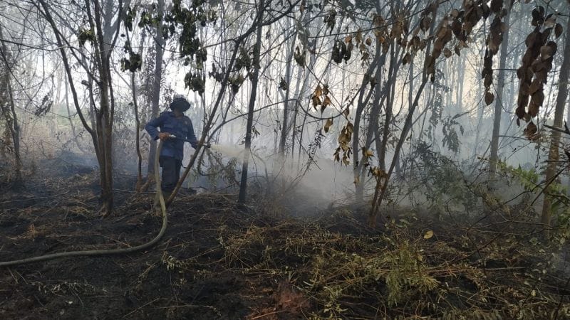 Api Kembali Muncul Dari Lahan yang Sama di Mempura