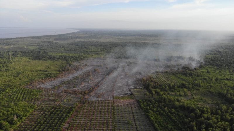 Di Siak, Sudah 79 Hektare Lahan Terbakar, Sebagian Besar Kebun Sawit