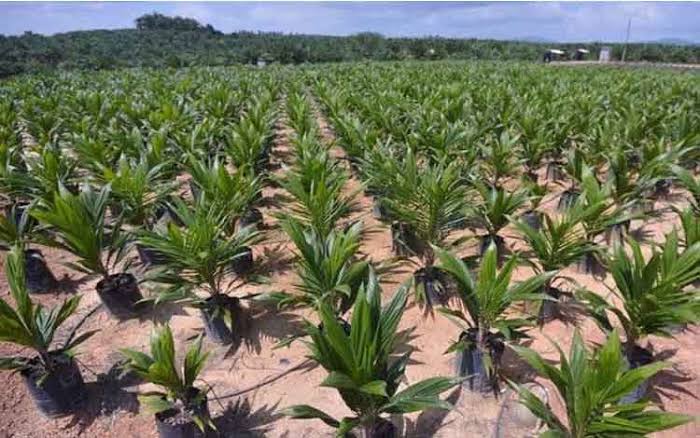 Pemerintah Gandeng Tujuh Perusahaan untuk PSR 18.821 Ha