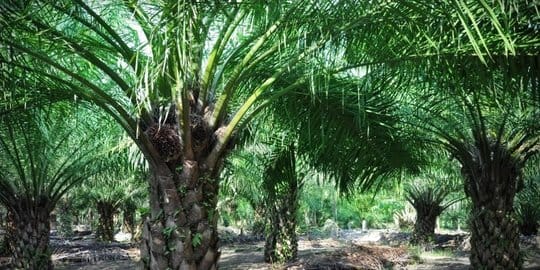 Petani Sawit di Lampung akan Dapat Insentif Rp30 Juta per Hektare