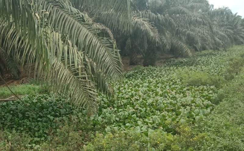 Tentang Cerdiknya PT TKWL Tutupi Limbah