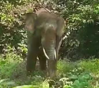 Resahkan Warga, Kawanan Gajah Berkeliaran di Kuansing