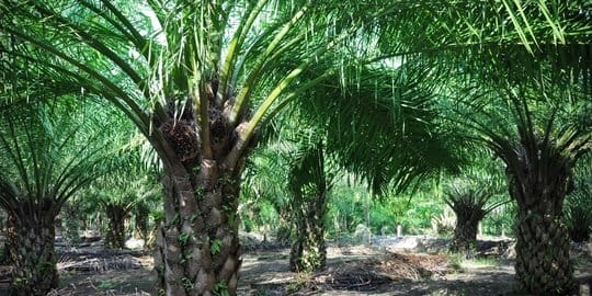 Kerja Paksa Jadi Alasan Kampanye Negatif Kelapa Sawit