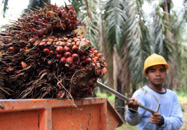 Harga Sawit di Riau Naik Lagi Jadi Rp 2.388 Per Kg