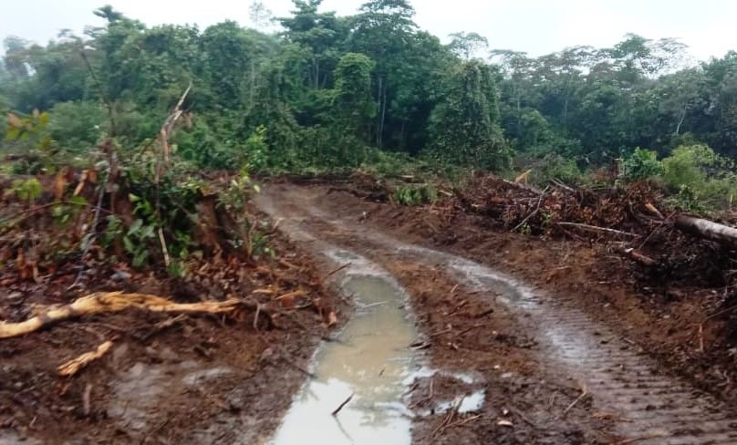 Guru Besar IPB: Ini Contoh Hoax Kehutanan