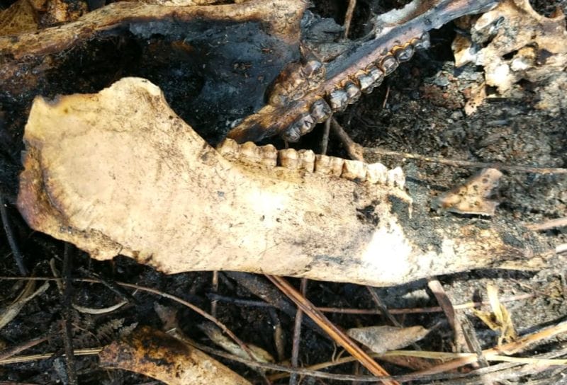 Rusa dan Ular Mati Terpanggang Api Karhutla di Pelalawan