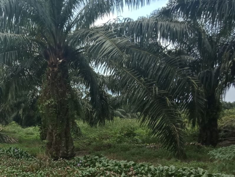 Ini 5 Bos Besar Sawit di Indonesia yang Tajir Melintir, Satu di Antaranya Dari Sumut