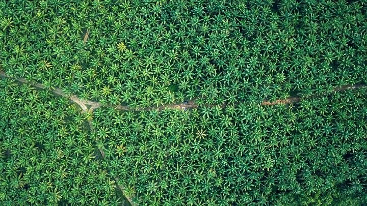 Ekpor Sawit Kerap Terkendala, Pemerintah Mestinya Lakukan Cara Ini...