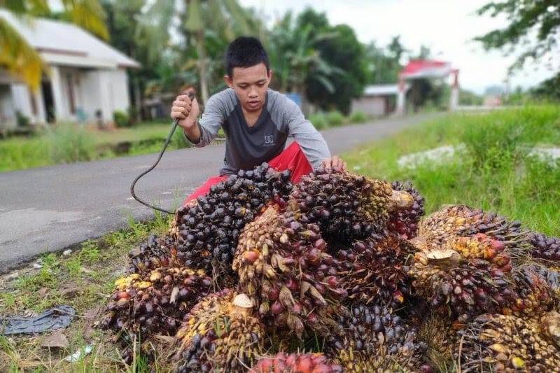 Berikut 10 Fakta Menarik Kelapa Sawit Indonesia yang Jarang Orang Tahu!