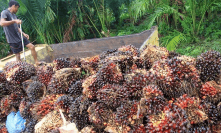 Awal April, Harga CPO di Jambi Anjlok Lagi