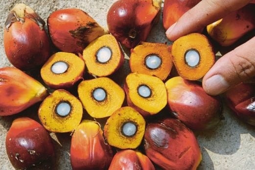 Jepang Butuh Palet Sawit Indonesia, Buat Apa Sih?