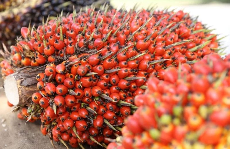 Oalah...,Kenaikan Harga CPO Diprediksi Hanya Sementara