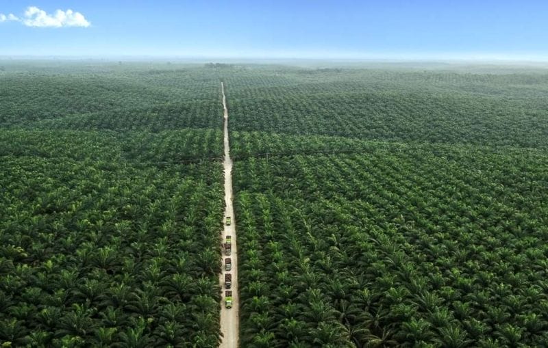 Sri Lanka Larang Impor Sawit, Gapki: Itu Sangat Merugikan Indonesia