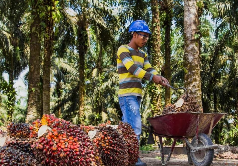 Pemerintah Dorong Kolaborasi Pembangunan Kelapa Sawit Berkelanjutan
