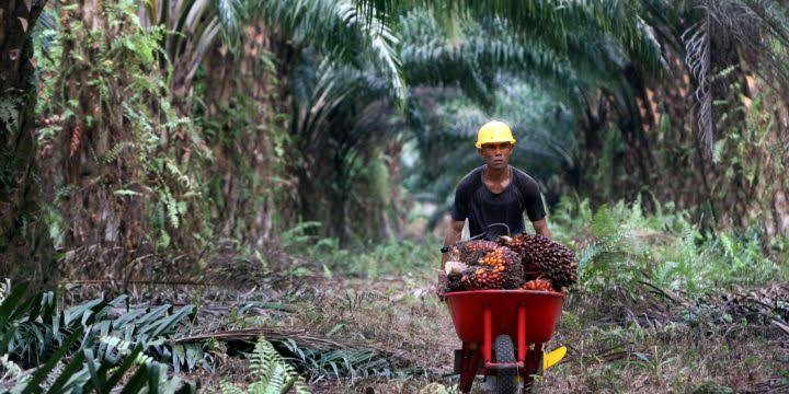 Sempat Melambung, Harga Minyak Sawit Mulai Terjun