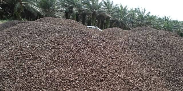 Cangkang Sawit Indonesia Laris di Jepang, Pemerintah Lakukan Ini