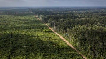 Soal Konsesi Sawit di Papua, Greenpeace Kritik Menteri LHK