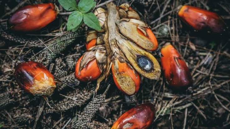 Harga Sawit di Riau Naik, Pekan Ini Capai Rp2.358