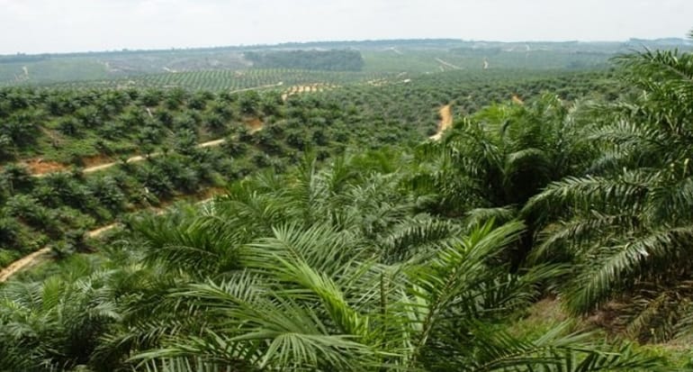 Ulah HGB, Bukit Algoritma Batal Jadi Kebun Sawit