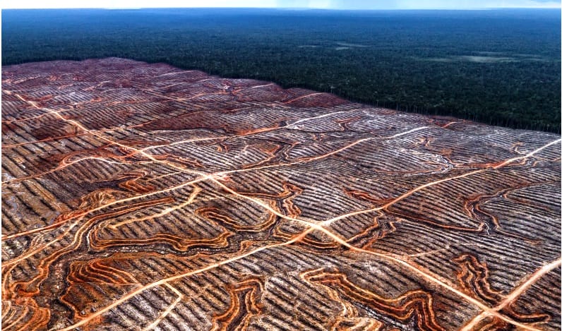 KIM: Ada Deforestasi Terencana di Tanah Papua