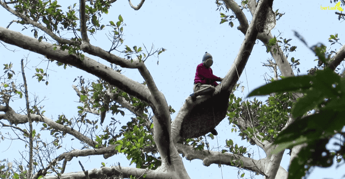 Rp250 Juta Denda Menebang Sebatang Pohon Ini