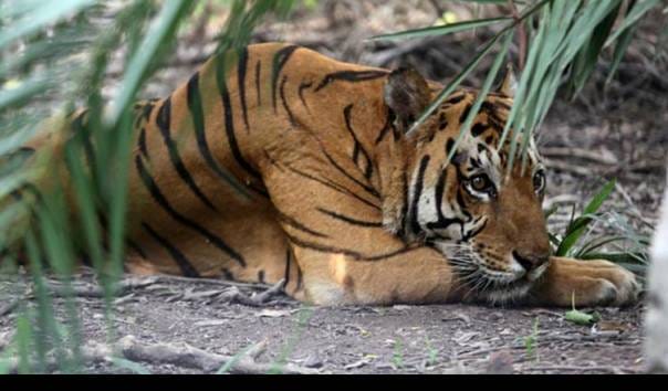 Harimau Sumatera Masuk ke Permukiman, 1 Kerbau Milik Warga Dimakan