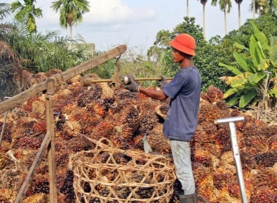 Industri Sawit, Akan Bikin Ekonomi Papua 