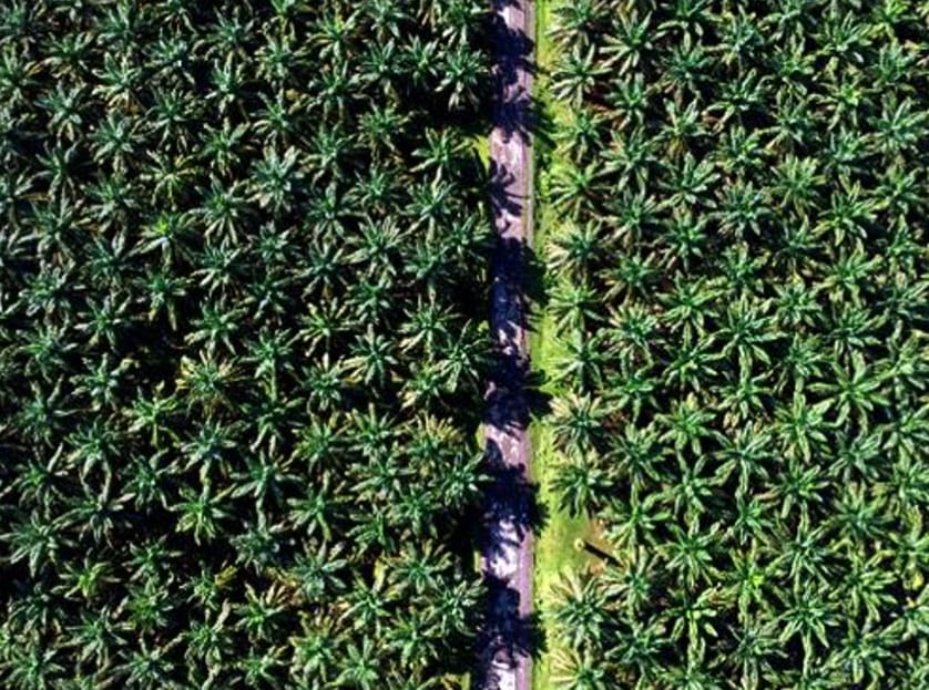 Lima Warga Pasaman Barat Dipenjarakan Gara-gara Hutan Lindung