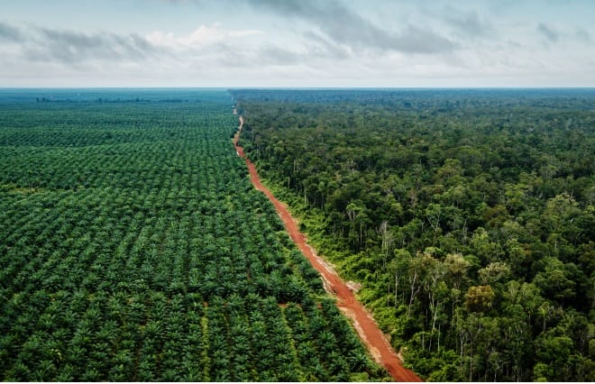 Awas! Tiongkok Segera Bertanam Sawit, Kualitas Bibitnya Seperti Ini...