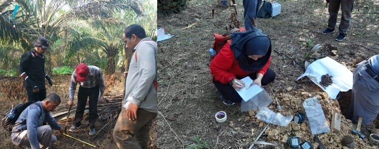 Ada Norwegia di Sawit Petani Indonesia