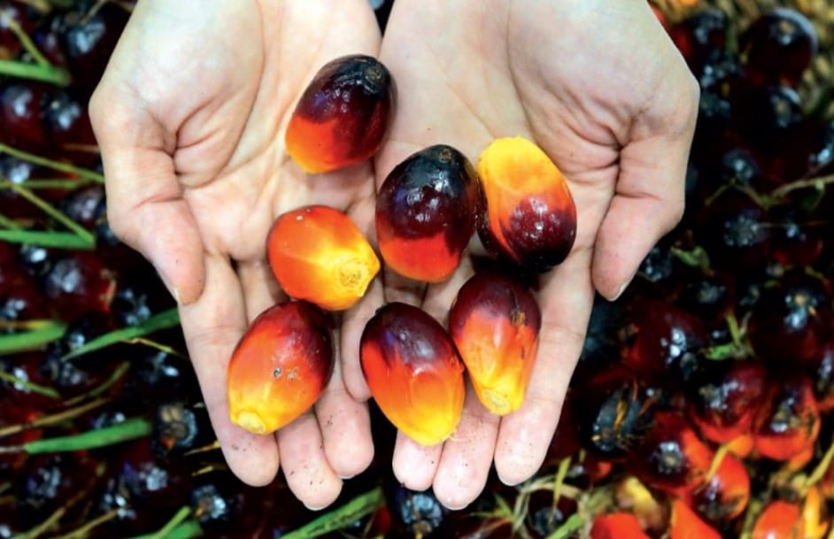 Harga CPO Naik Lagi, Tembus RM 4.000/ton