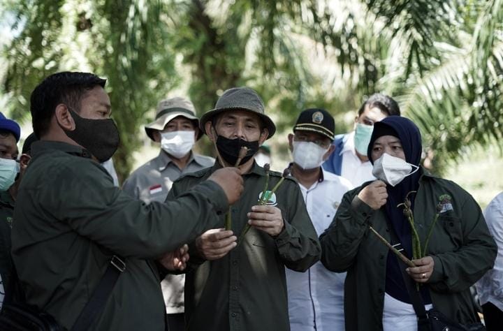 Riau Dapat Bantuan Rp225 Miliar, Rehabilitasi 15 Ribu Hektar Mangrove