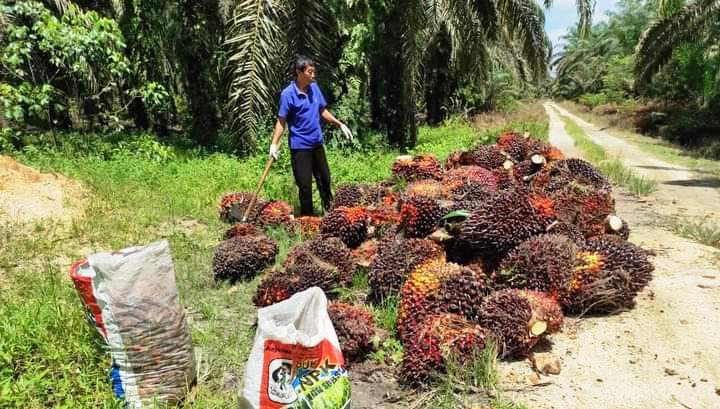 Giliran Harga Meroket, Produksi Mengkeret Pula